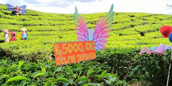 Kebun Teh Sidamanik
